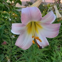 Location: Bosnia and Herzegovina Where
Date: 2020-07-03
Seedling from my collection of lilies. Seeds were bought from Mrs