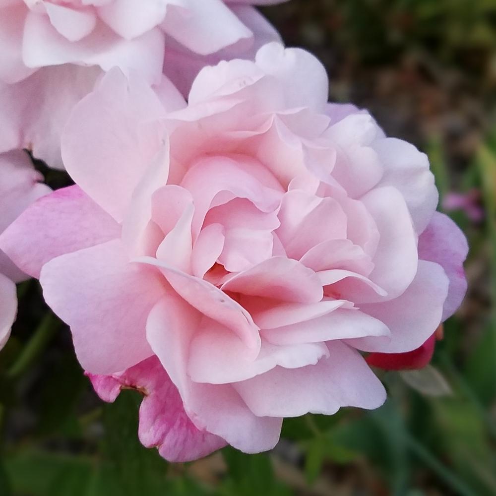 Photo of Rose (Rosa 'Gruss an Aachen') uploaded by OrganicJen