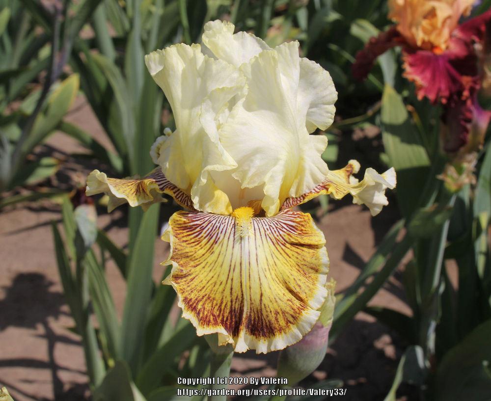 Photo of Tall Bearded Iris (Iris 'Spring Madness') uploaded by Valery33