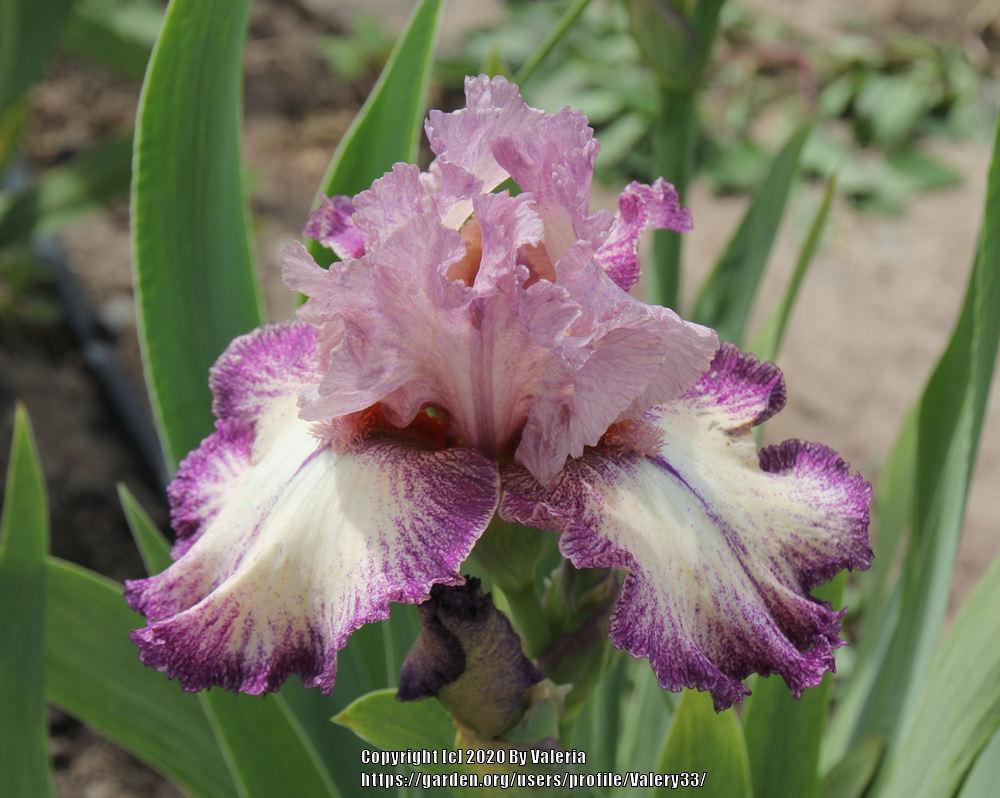 Photo of Tall Bearded Iris (Iris 'Confidante') uploaded by Valery33
