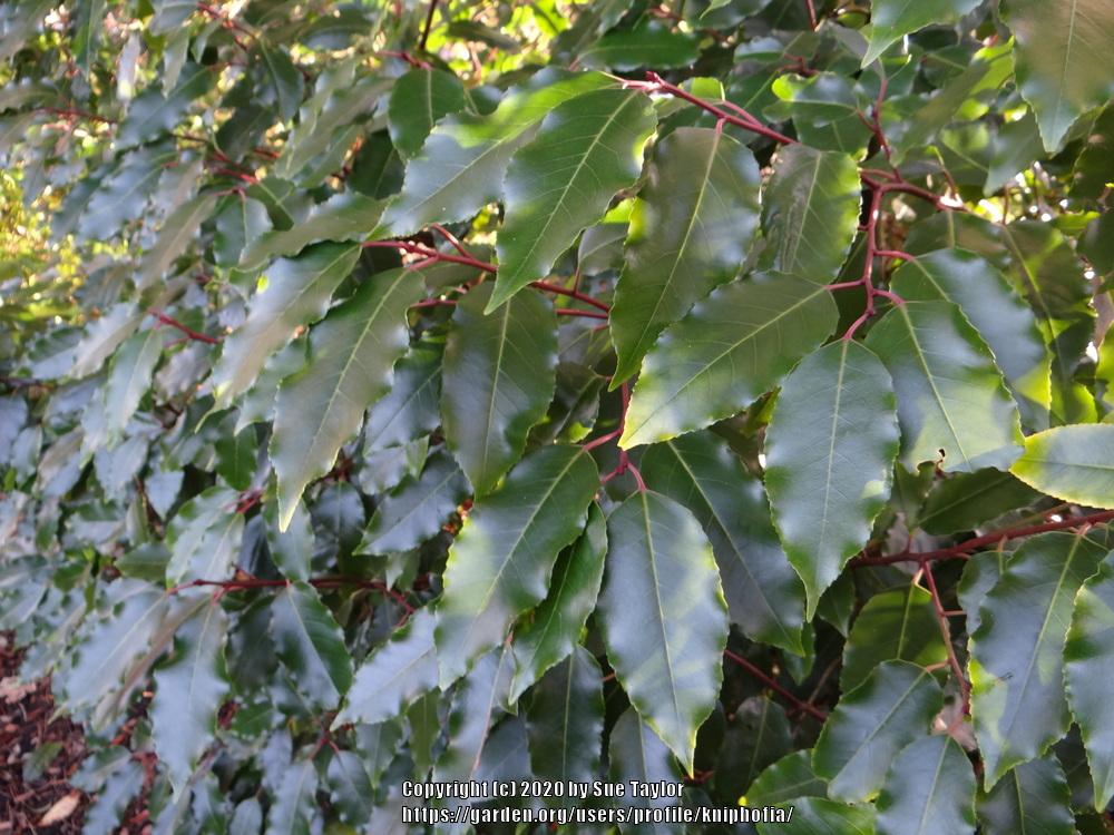 Photo of Portuguese Cherry Laurel (Prunus lusitanica) uploaded by kniphofia