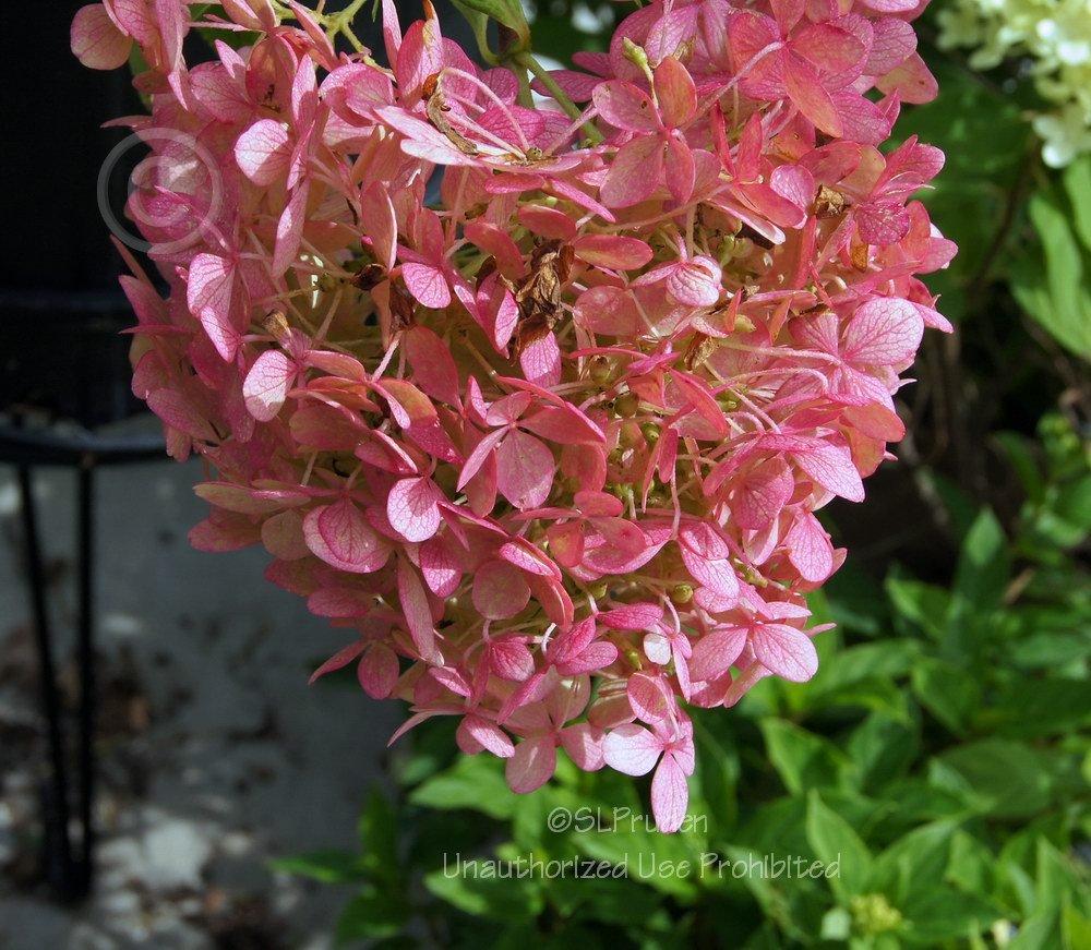 Photo of Panicle Hydrangea (Hydrangea paniculata 'Phantom') uploaded by DaylilySLP