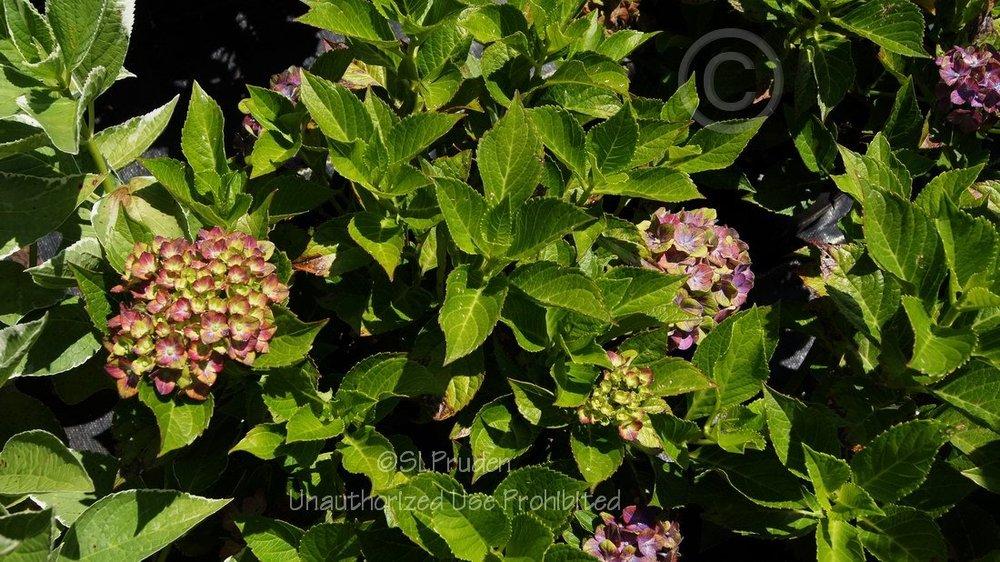 Photo of Mophead Hydrangea (Hydrangea macrophylla Forever & Ever® Pistachio) uploaded by DaylilySLP