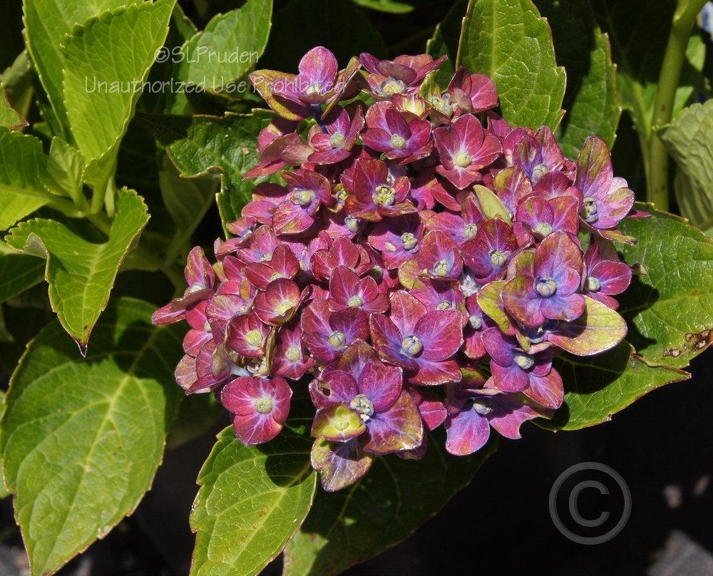 Photo of Mophead Hydrangea (Hydrangea macrophylla Forever & Ever® Pistachio) uploaded by DaylilySLP