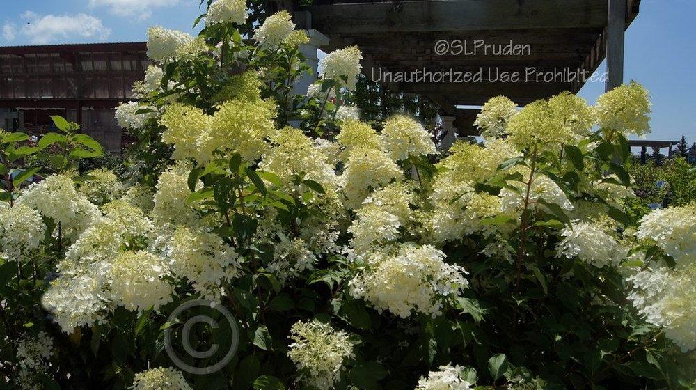 Photo of Panicle Hydrangea (Hydrangea paniculata 'Phantom') uploaded by DaylilySLP