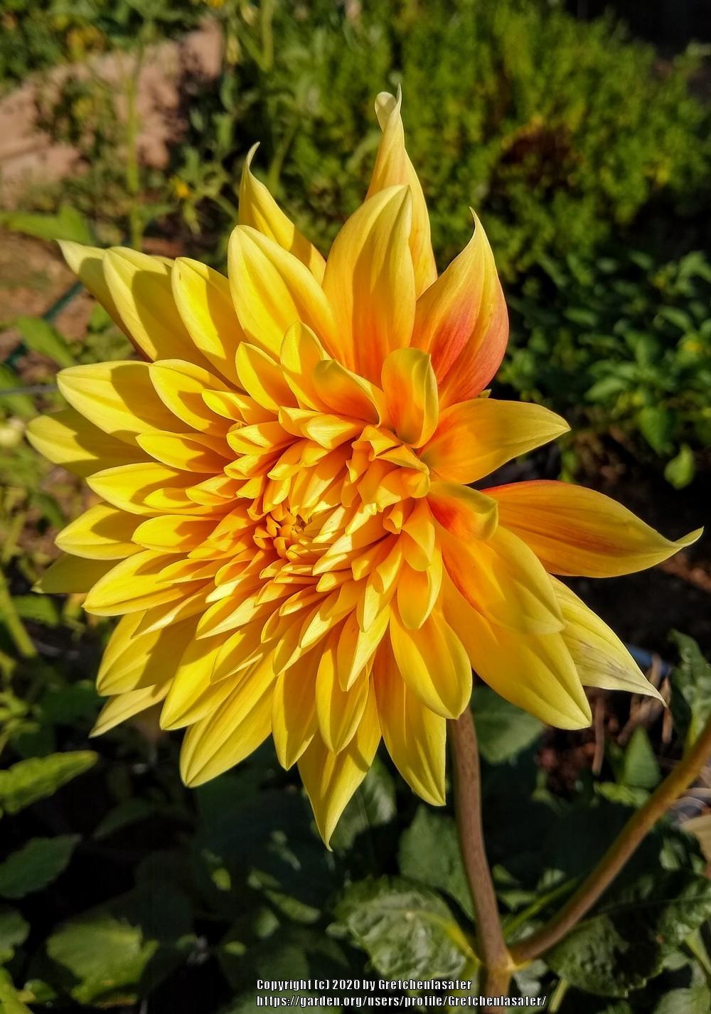Photo of Dahlia 'Motto' uploaded by Gretchenlasater