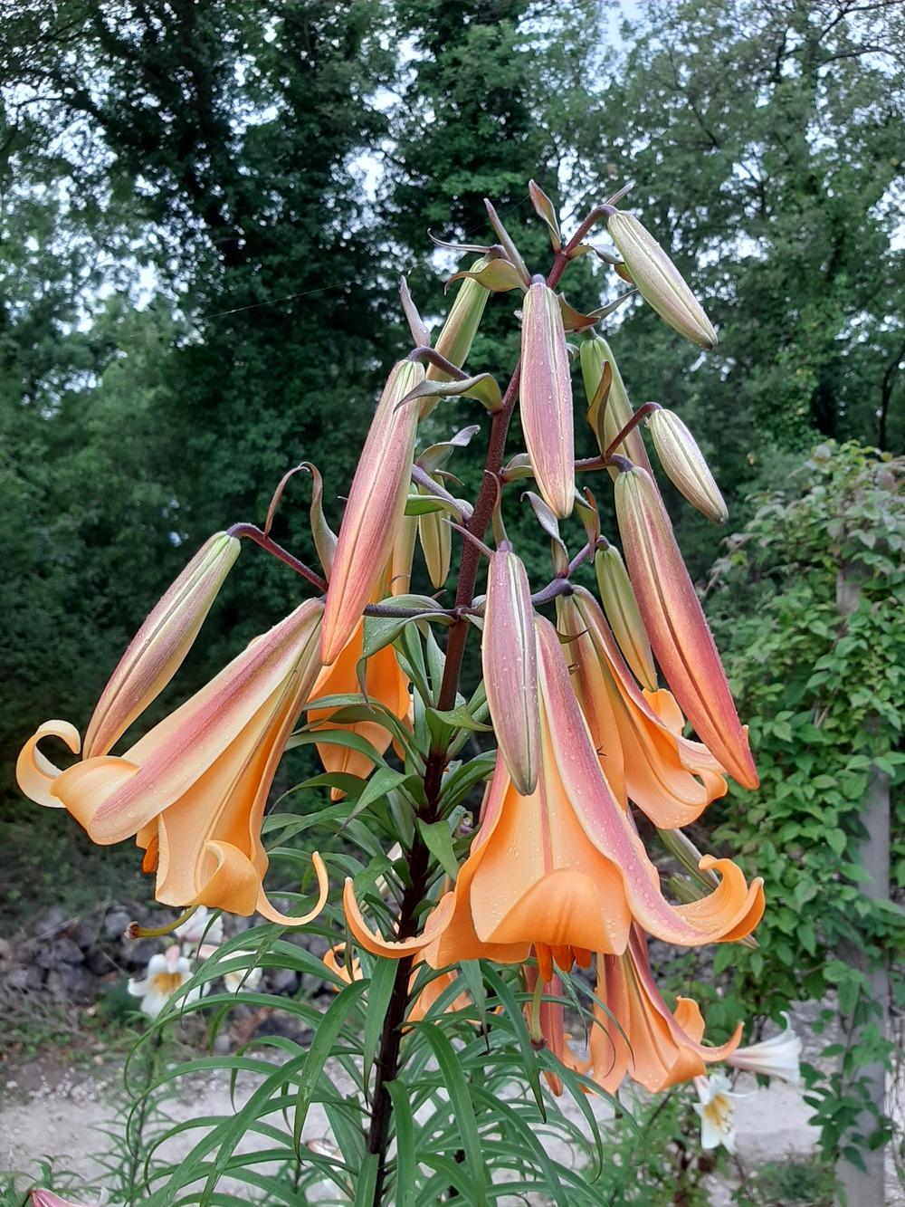 Photo of Lily (Lilium African Queen) uploaded by NikolaHerzegovina