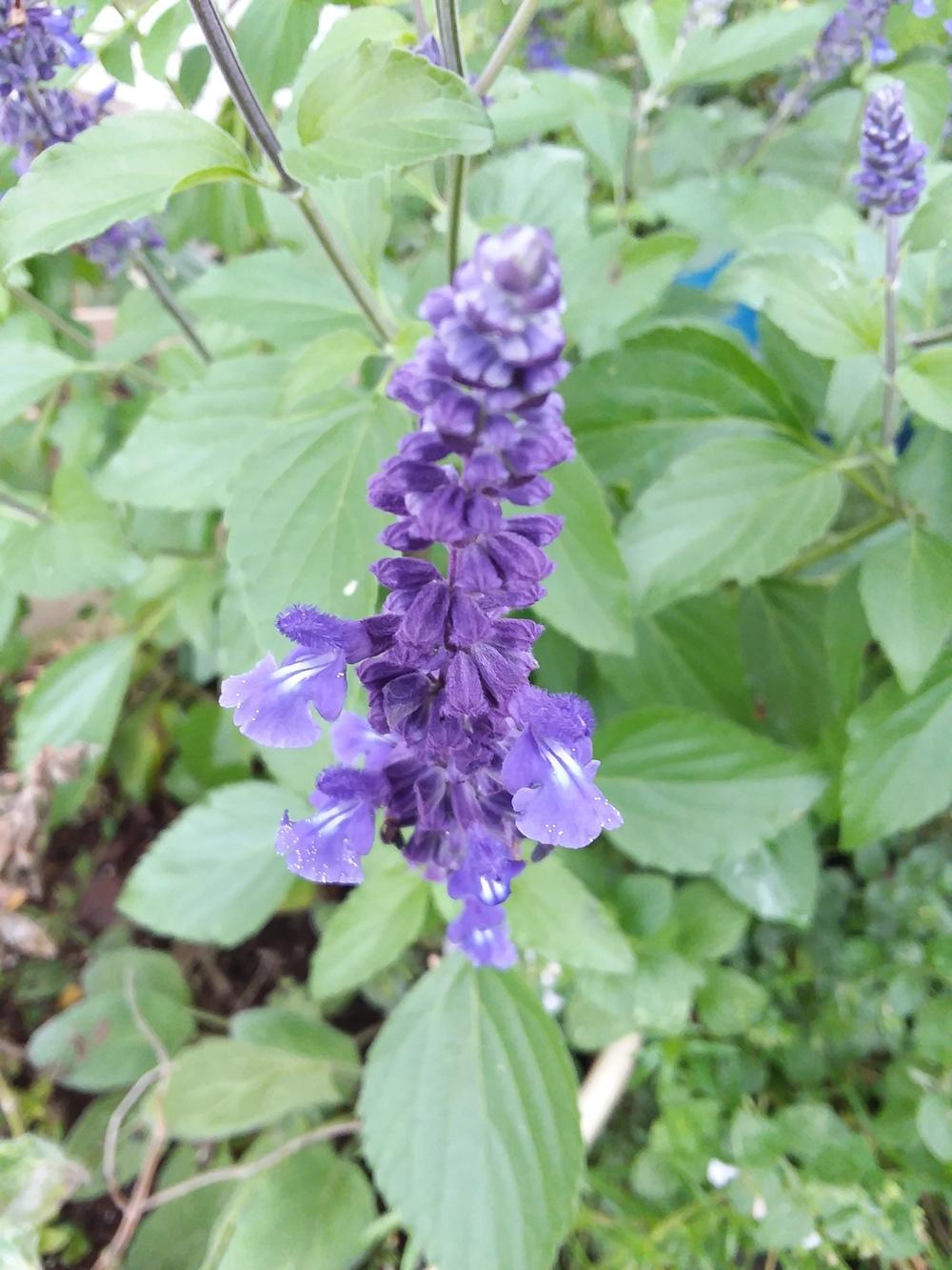 Photo of Sage (Salvia Mystic Spires) uploaded by RoseA32