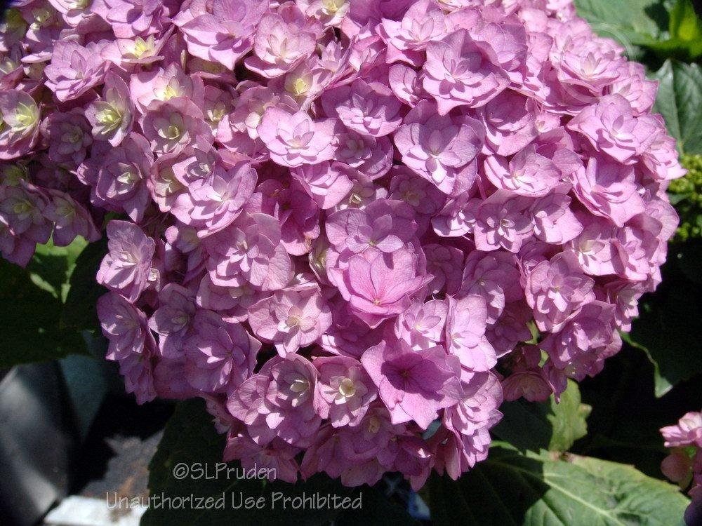 Photo of Hydrangea (Hydrangea macrophylla Forever & Ever® Together ) uploaded by DaylilySLP