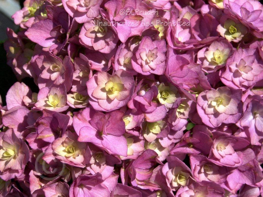 Photo of Hydrangea (Hydrangea macrophylla Forever & Ever® Together ) uploaded by DaylilySLP