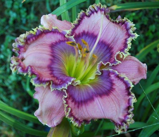 Photo of Daylily (Hemerocallis 'Tides Roll In') uploaded by shive1