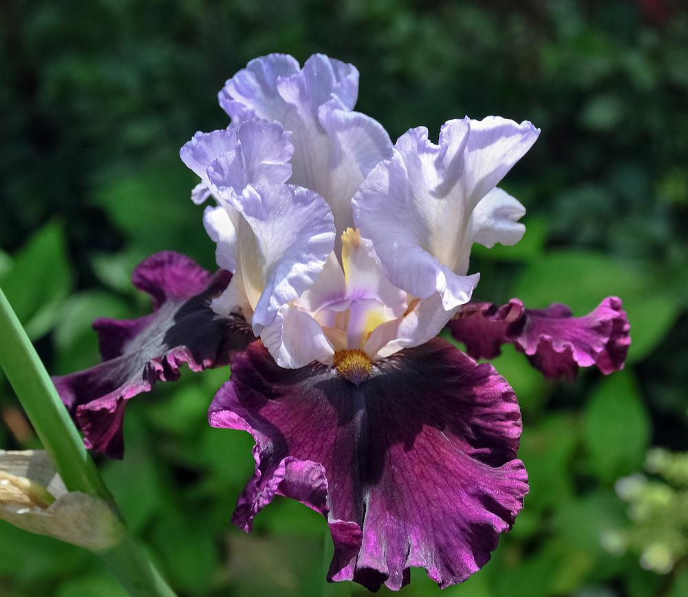 Photo of Tall Bearded Iris (Iris 'Brazilian Holiday') uploaded by DJFVancouverWA