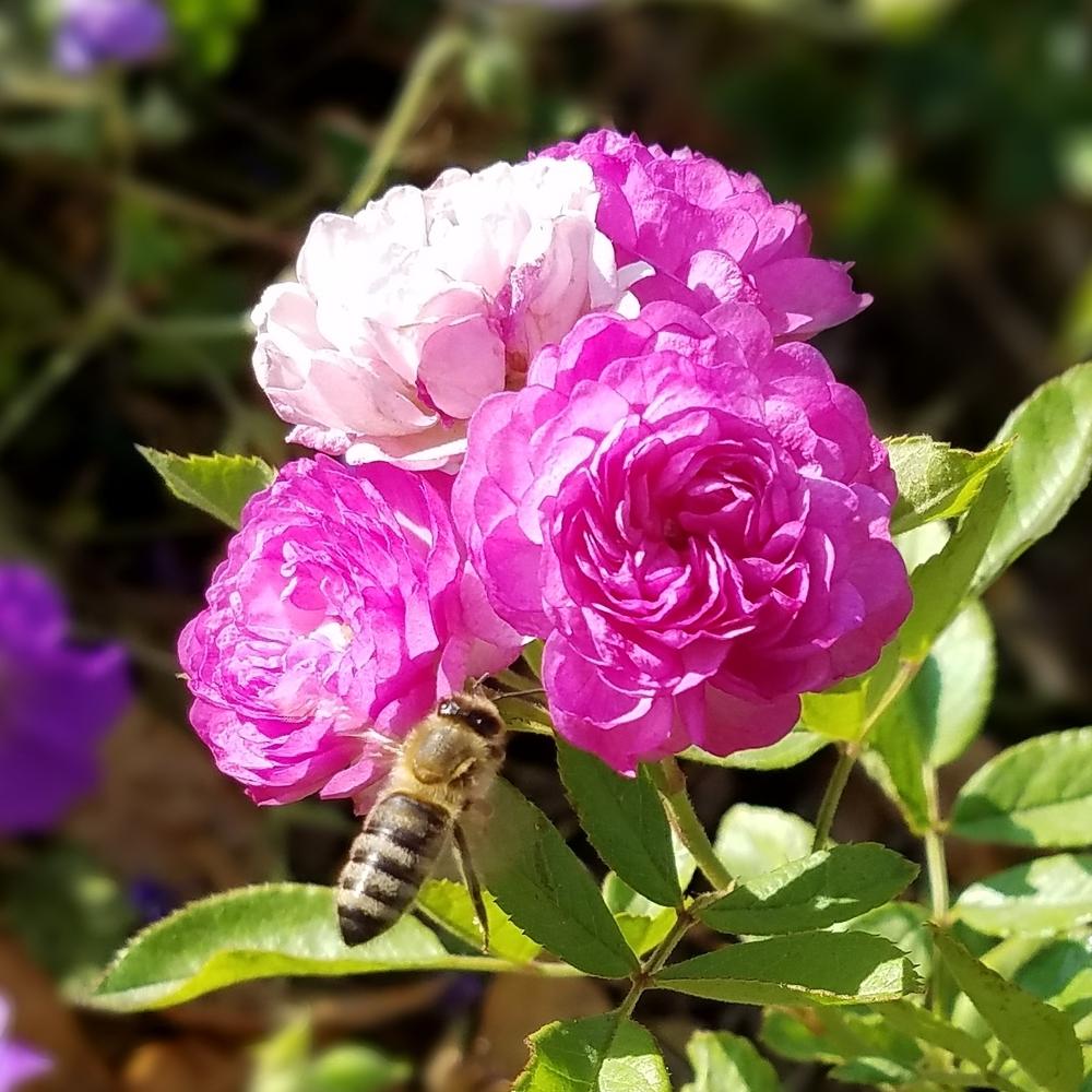 Photo of Rose (Rosa 'Vineyard Song') uploaded by OrganicJen