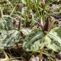 Location: Dow Gardens, Midland, Michigan
Date: 2019-04-21
Two buds and a just opening bloom of sessile trillium