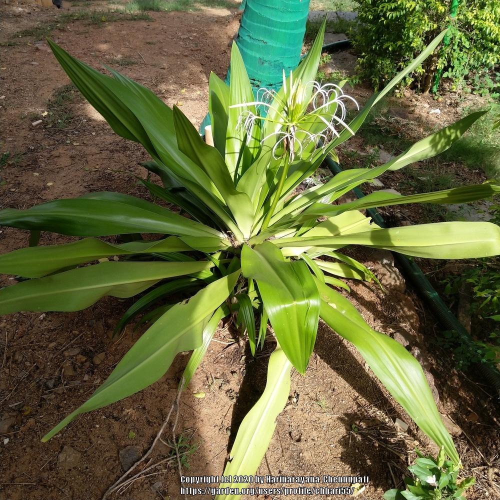 Photo of Grand Crinum Lily (Crinum asiaticum) uploaded by chhari55