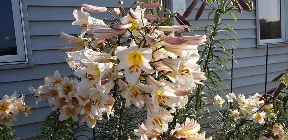 Photo of Regal Lily (Lilium regale) uploaded by katesflowers