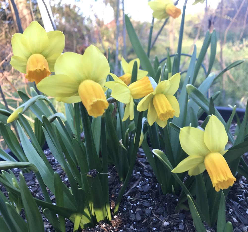 Photo of Cyclamineus Daffodil (Narcissus 'Jetfire') uploaded by Amazindirt