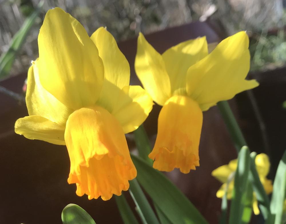 Photo of Cyclamineus Daffodil (Narcissus 'Jetfire') uploaded by Amazindirt
