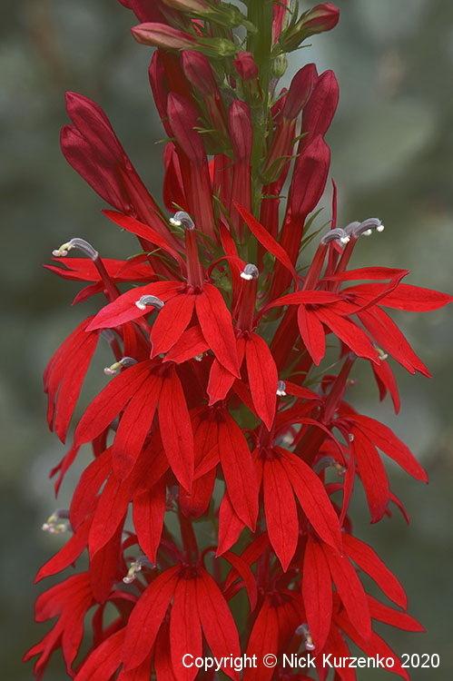 Photo of Cardinal Flower (Lobelia cardinalis) uploaded by Nick_Kurzenko