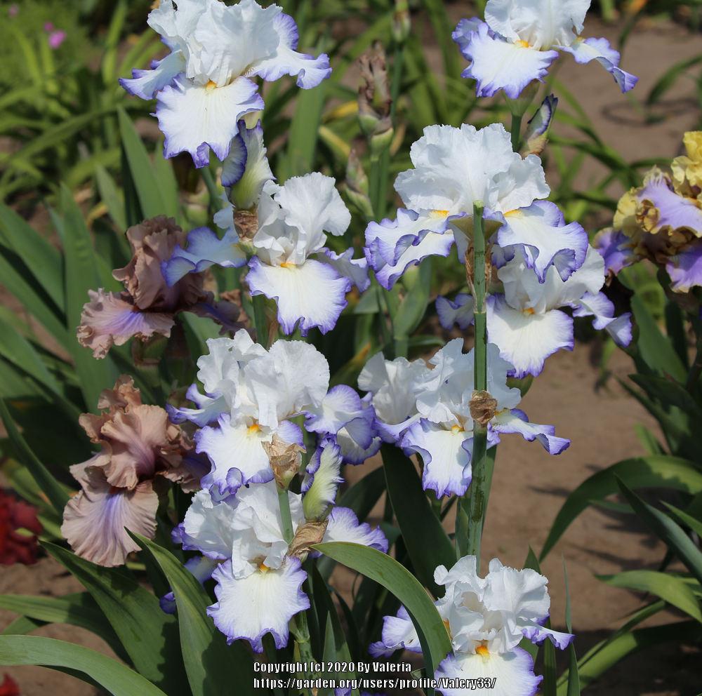 Photo of Tall Bearded Iris (Iris 'Queen's Circle') uploaded by Valery33