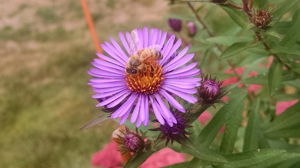 Photo of New England Aster (Symphyotrichum novae-angliae 'Andenken an Alma Pötschke') uploaded by joannakat