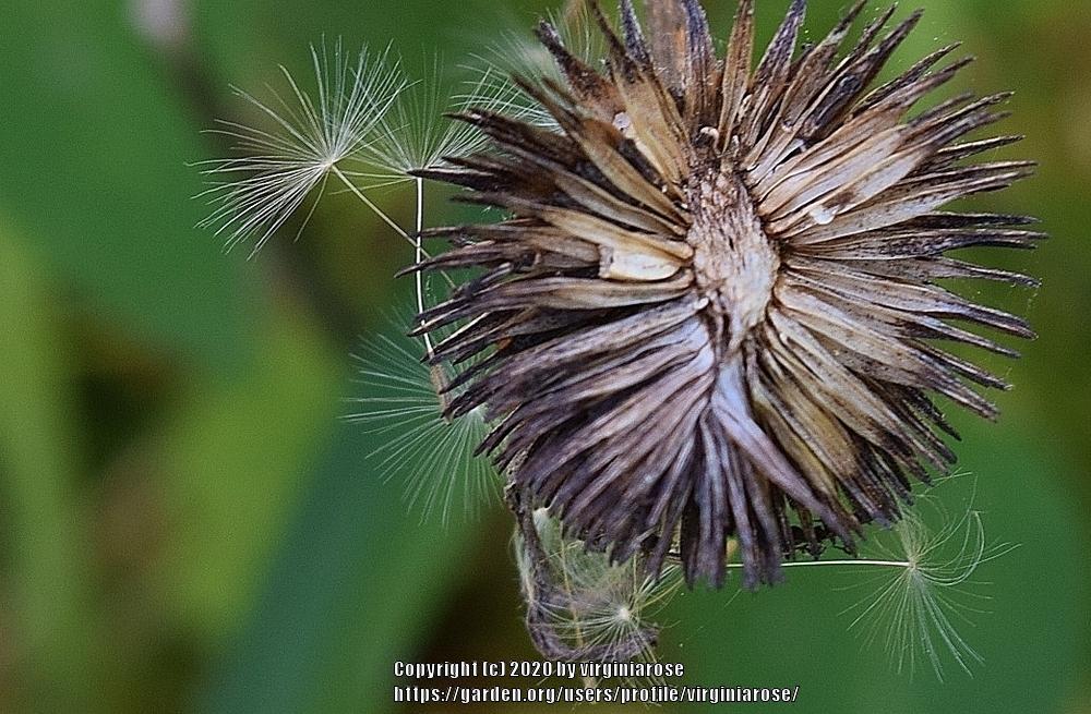 Photo of Coneflowers (Echinacea) uploaded by virginiarose