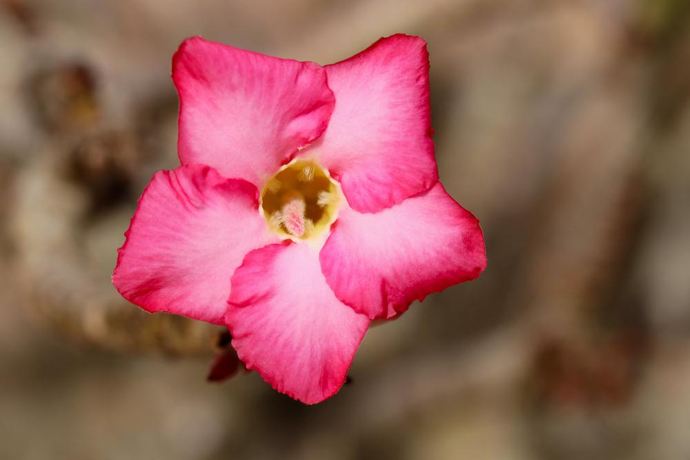 Photo of Desert Rose (Adenium obesum) uploaded by Baja_Costero