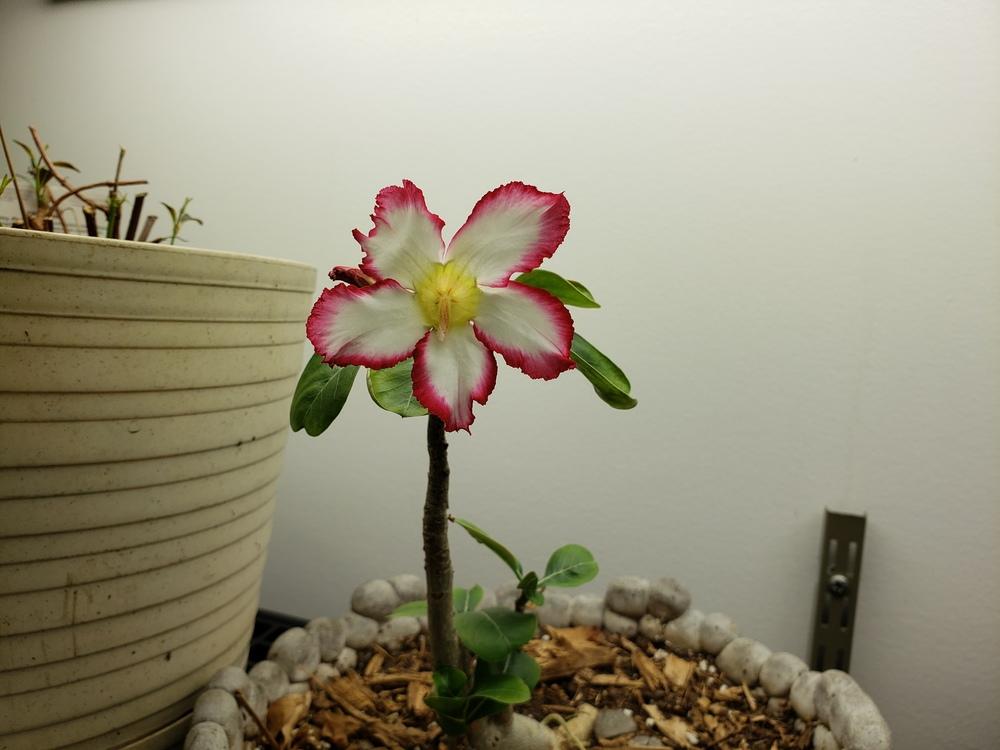 Photo of Desert Rose (Adenium obesum) uploaded by DaylilySLP