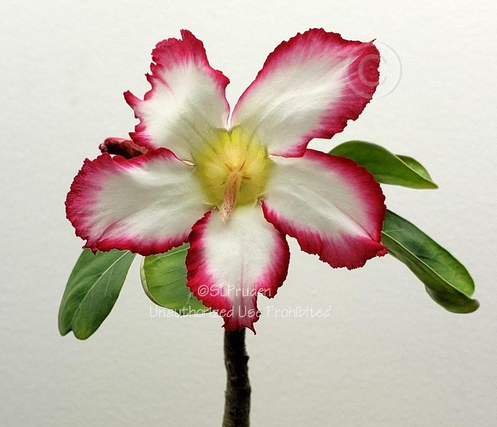 Photo of Desert Rose (Adenium obesum) uploaded by DaylilySLP