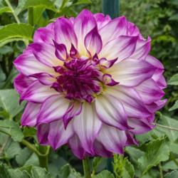 Location: Dahlia Hill, Midland, Michigan
Date: 2019-08-22
At its most appealing when there's a clear distinction between th