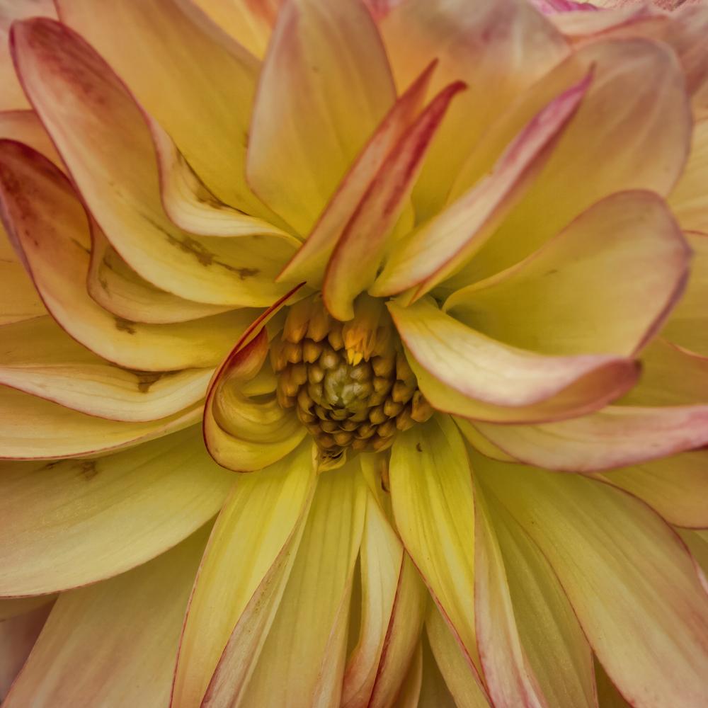 Photo of Dahlia 'Summer's End' uploaded by arctangent