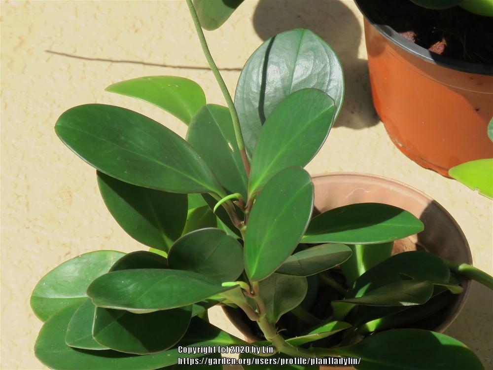 Photo of Baby Rubber Plant (Peperomia obtusifolia) uploaded by plantladylin