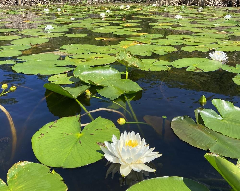 Photo of American White Waterlily (Nymphaea odorata) uploaded by sunkissed