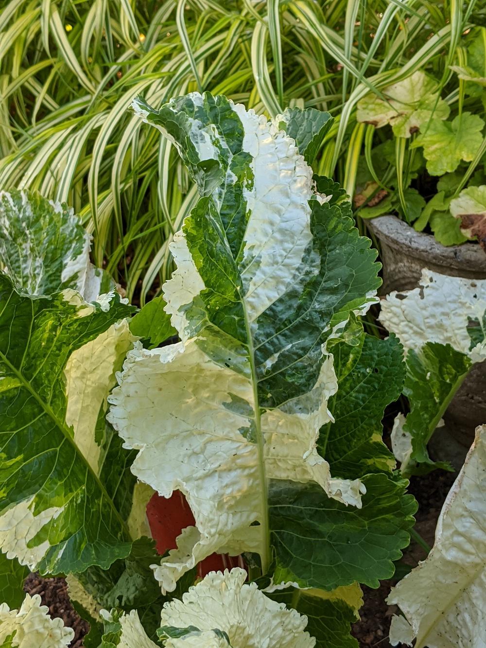 Photo of Variegated Horseradish (Armoracia rusticana 'Variegata') uploaded by LorettaNJ