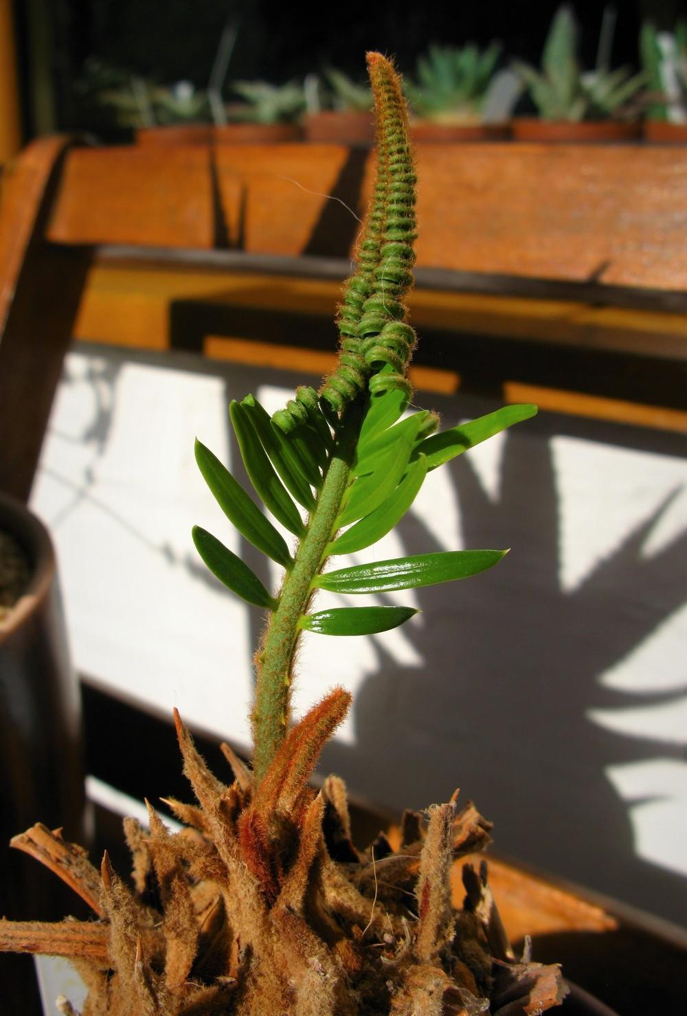 Photo of Sago Palm (Cycas revoluta) uploaded by ketsui73