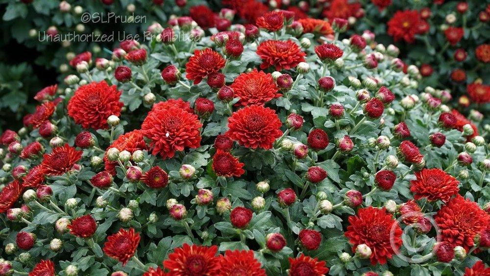 Photo of Garden Mum (Chrysanthemum x morifolium Radiant Red) uploaded by DaylilySLP