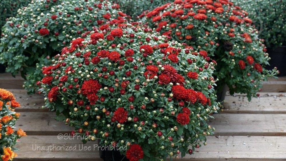 Photo of Garden Mum (Chrysanthemum x morifolium Radiant Red) uploaded by DaylilySLP