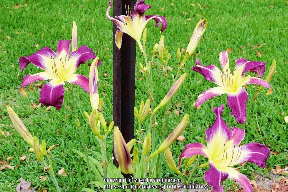 Photo of Daylily (Hemerocallis 'Aniakchak') uploaded by virginiarose