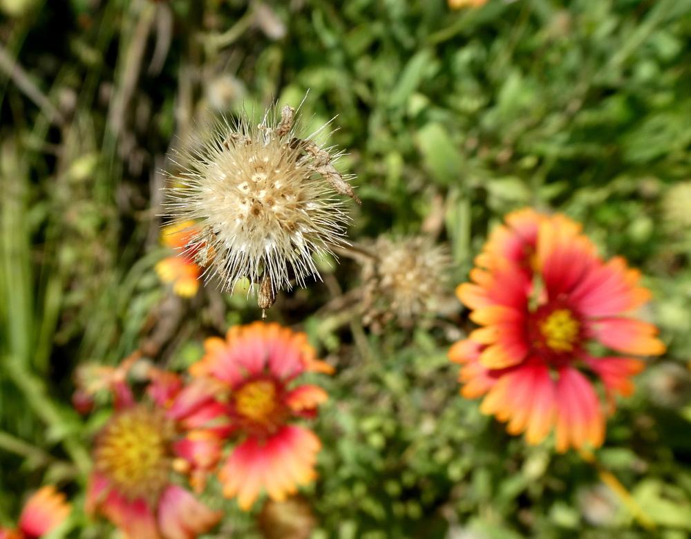 Photo of Blanket Flower (Gaillardia pulchella) uploaded by wildflowers