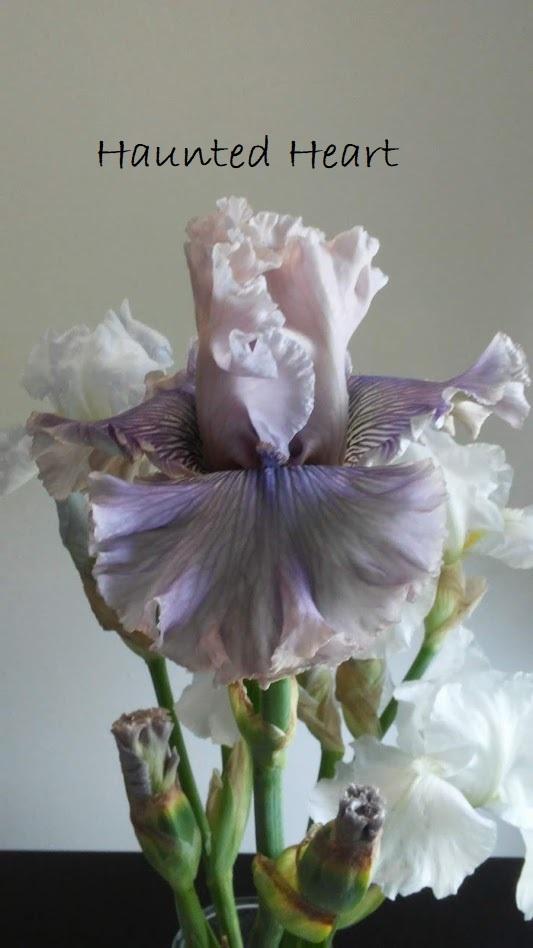 Photo of Tall Bearded Iris (Iris 'Haunted Heart') uploaded by scary1785