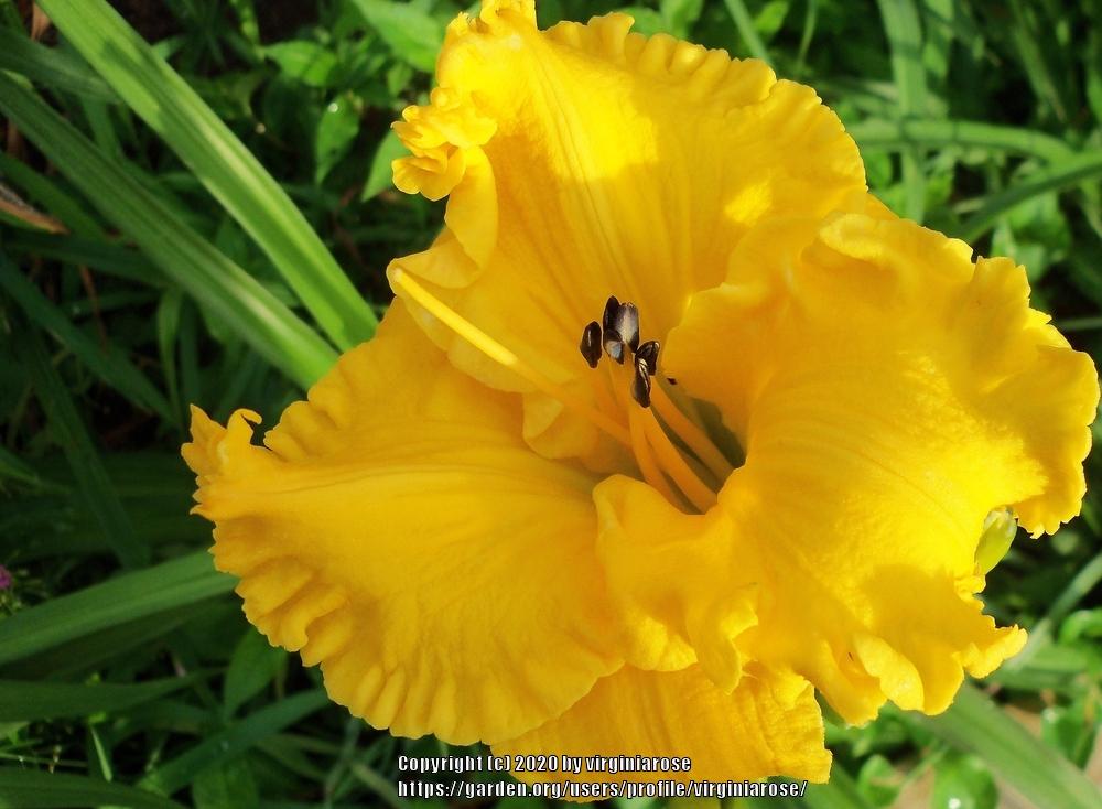Photo of Daylily (Hemerocallis 'Bill Norris') uploaded by virginiarose