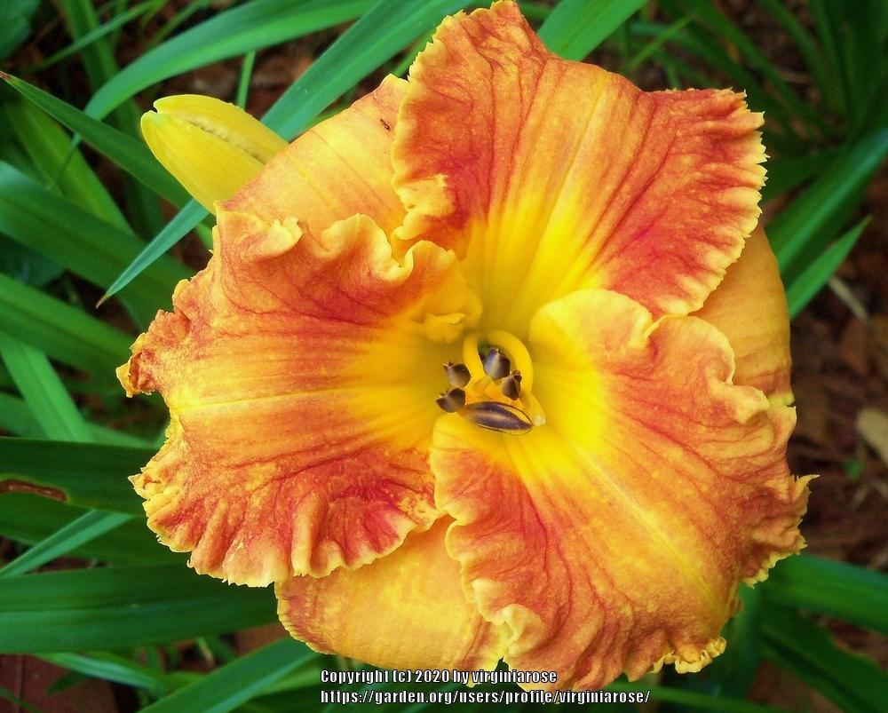 Photo of Daylily (Hemerocallis 'Rags to Riches') uploaded by virginiarose