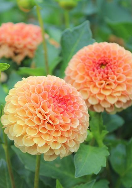 Photo of Dahlia 'Amber Queen' uploaded by Calif_Sue