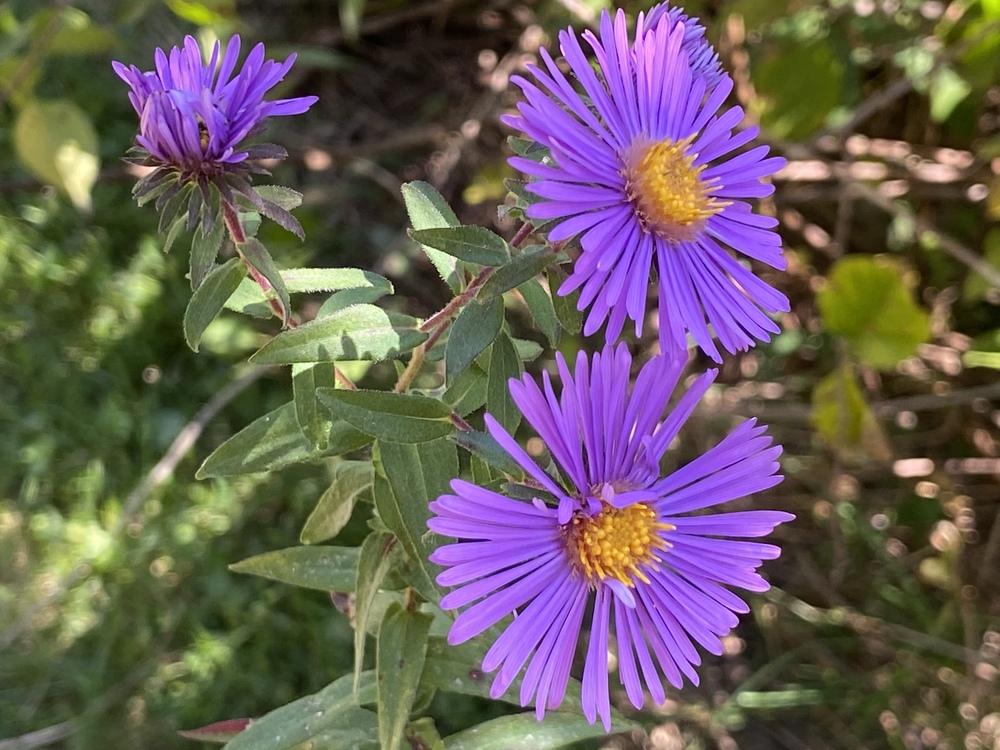 Photo of New England Aster (Symphyotrichum novae-angliae) uploaded by csandt
