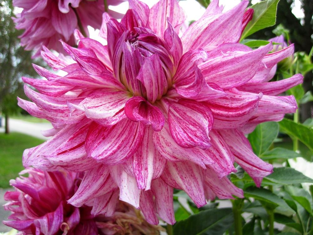 Photo of Dahlia 'AC Paint' uploaded by psudan
