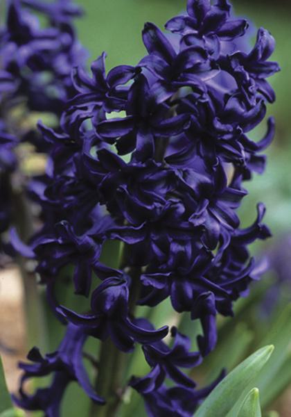 Photo of Hyacinth (Hyacinthus orientalis 'Menelik') uploaded by Calif_Sue
