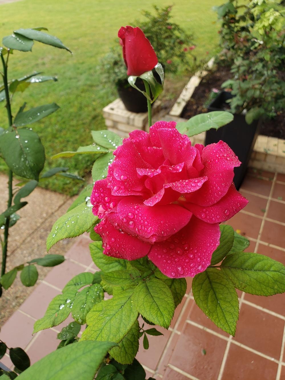 Photo of Hybrid Tea Rose (Rosa 'Mister Lincoln') uploaded by LindsayG