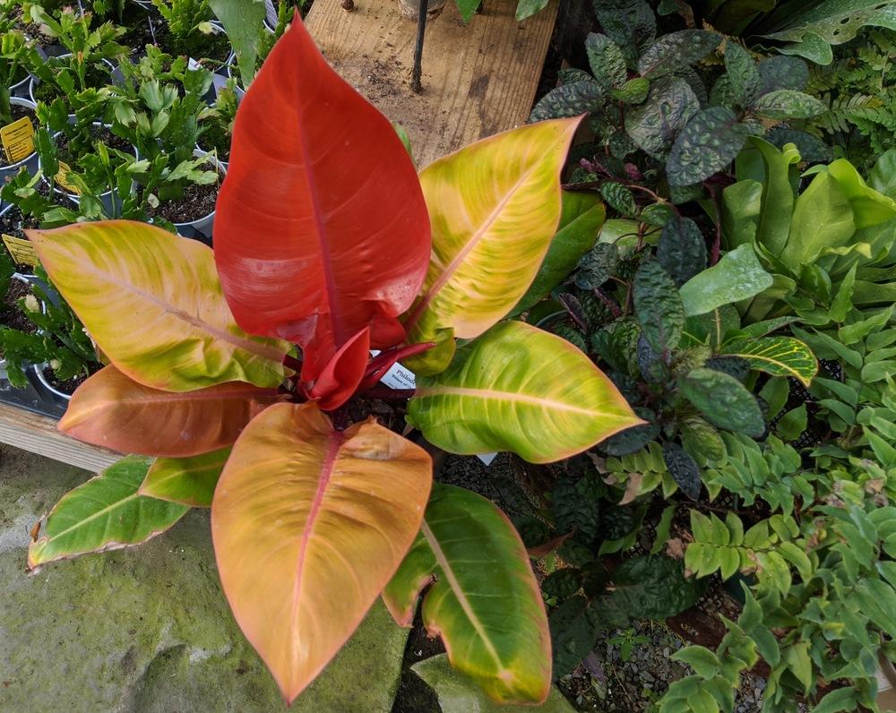 Photo of Philodendron 'Prince of Orange' uploaded by LorettaNJ
