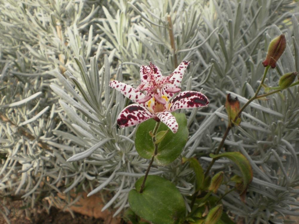Photo of Japanese Toad Lily (Tricyrtis hirta) uploaded by Lucius93