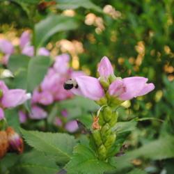 Location: Downingtown, Pennsylvania
Date: 2013-09-02
bumblebee crawling into flower